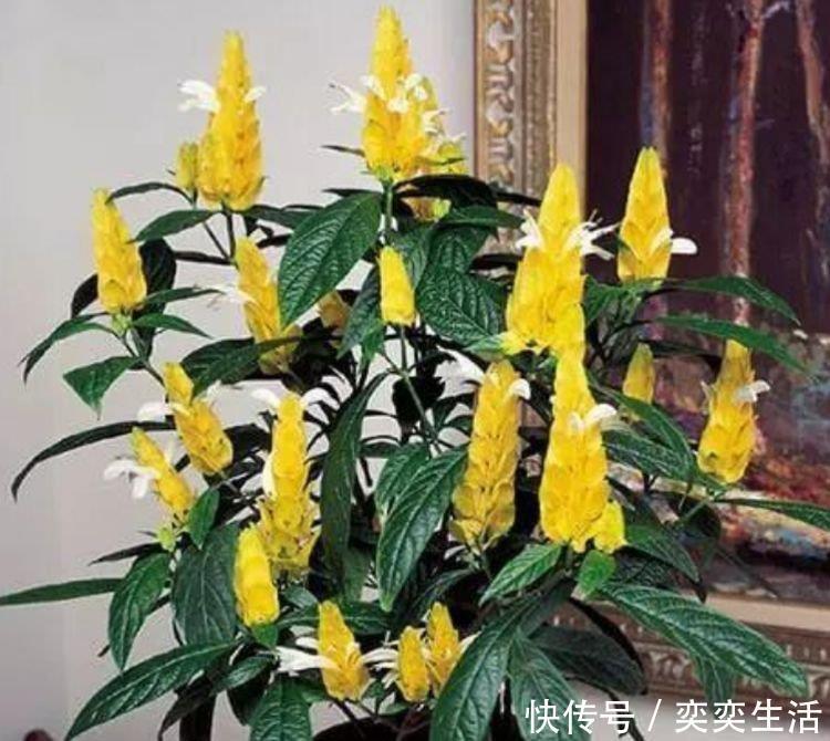 金苞花|4种花，漂亮又净化空气，人养花，花也养人，空气清新睡眠好！