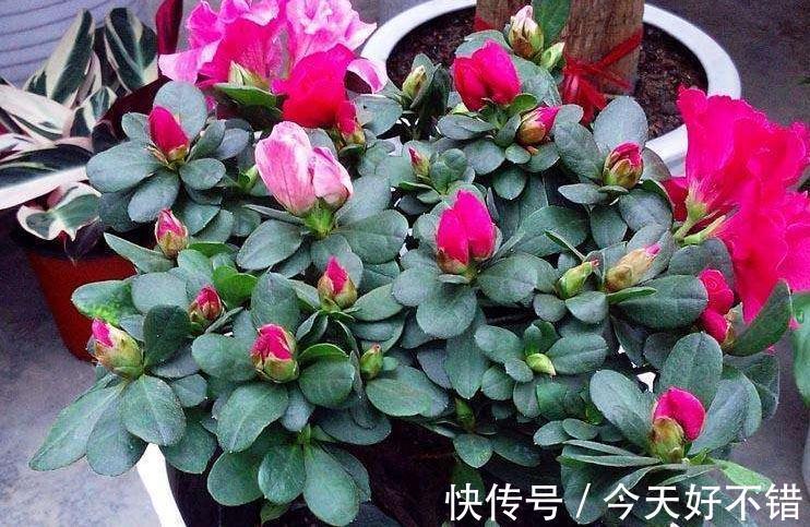 2种垃圾扔盆里，既可以保暖，还能补充养分，用过的人都说好