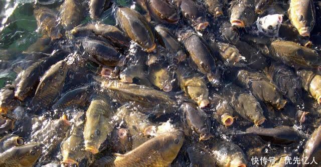 春钓鱼儿上浮不开口怎么办？三个办法解决，总有一个适合你