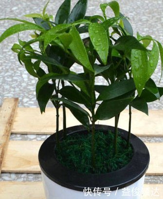 喜欢养花,就养这4种花,剪得越”狠“长得越多,香气”飘满屋“