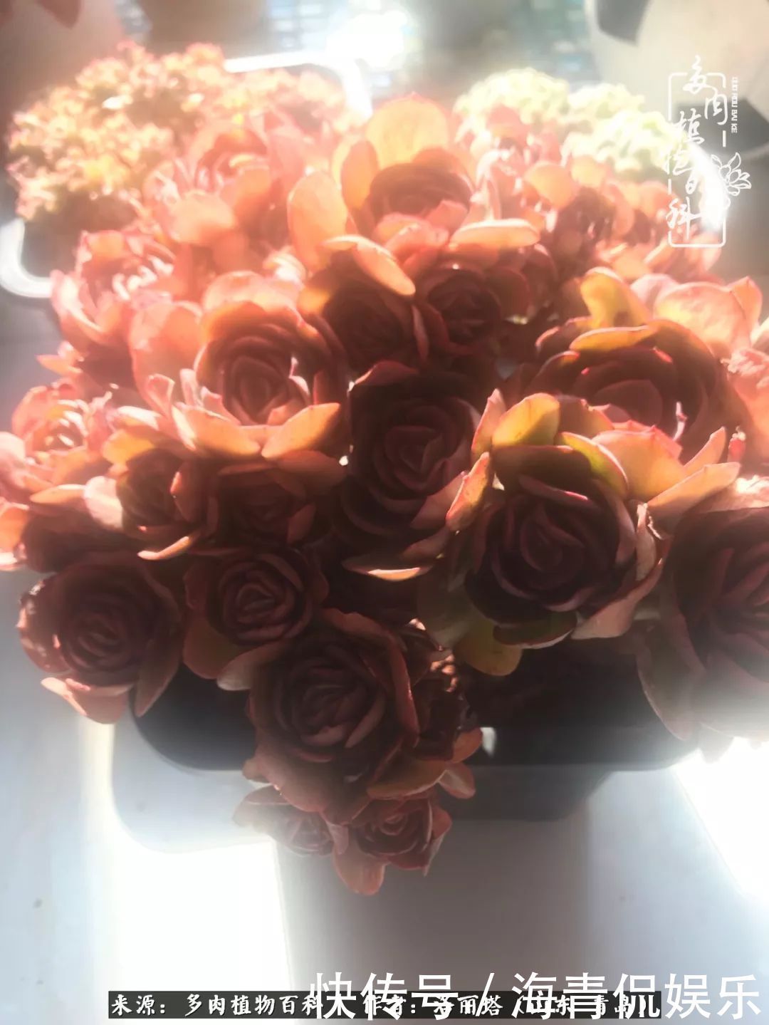 白月影|我和我的“多肉恋人”,怎么样有没有惊艳到你!