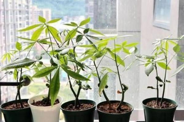 8种花不用花钱买,掐片叶、剪根枝,找个花盆种起来,家里放不下