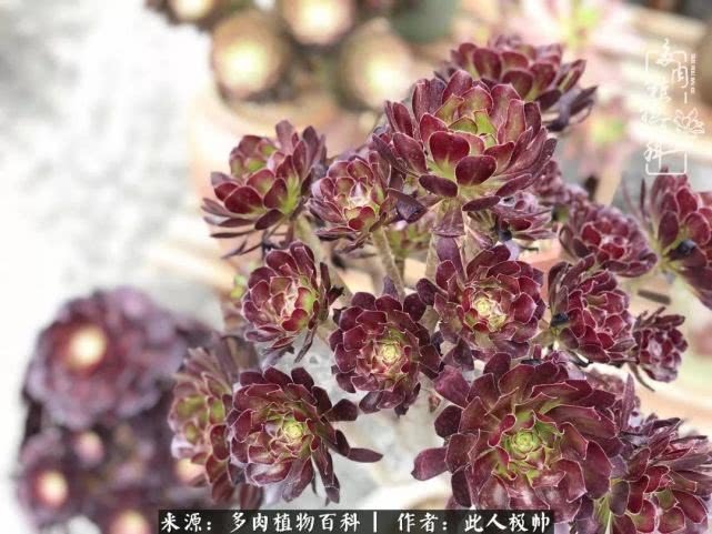 骄阳艳玫瑰，梦幻魔法师！独爱你的百媚千红！