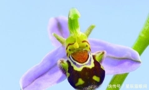 动物|花儿也疯狂,明明是花,就是不认输,非要长的和动物一模一样