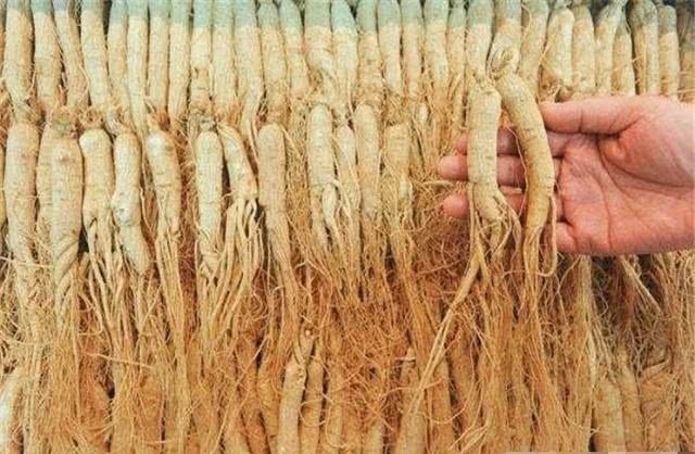 两江|身为两江总督却吃了3年白菜,为何皇帝听闻后,马上下旨将其满门抄斩?