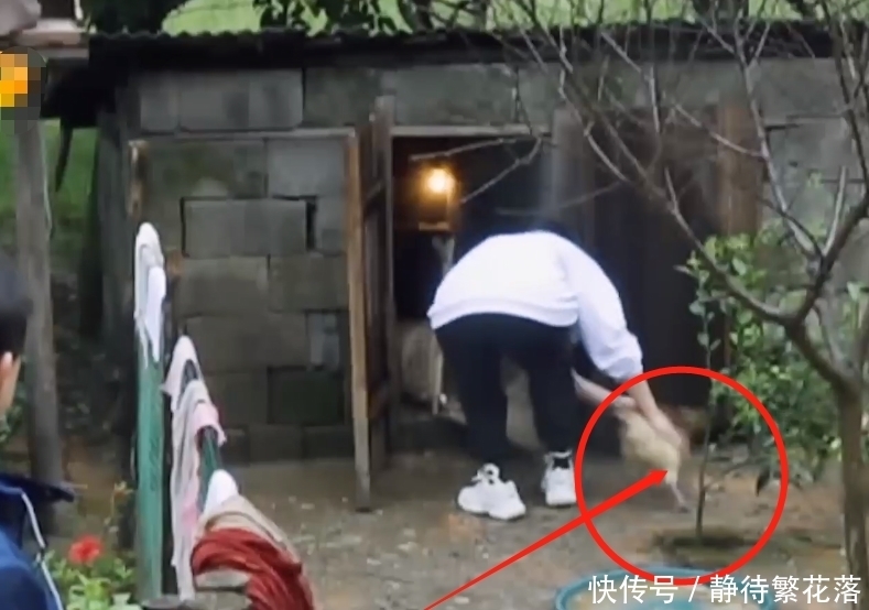 李雪琴 《向往》下期看点十足,李雪琴生猛抓鸡干活利索,李诞却累到虚脱