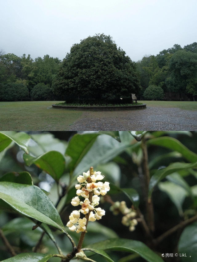 供应面|南京｜金陵桂花开｜去灵谷寺吃碗素面