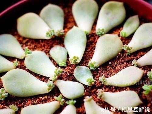多肉植物不用买,像张大爷这样捡,养出多肉小花园,不比买的差