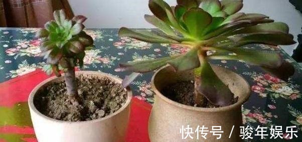 家里养的多肉要舍得“砍头”一盆变两盆多好,教你多肉繁殖小技巧