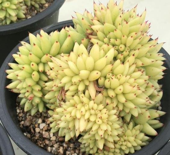 家庭盆栽多肉管理妙招抓住4个细节，叶片肥美、精神足