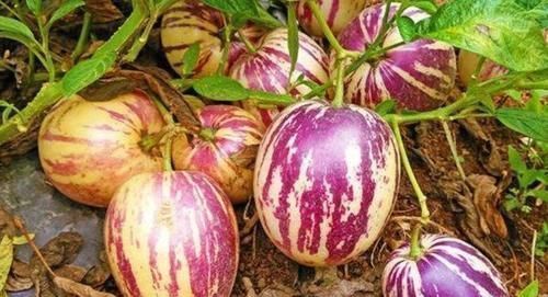 肝明目|很普通的3种食物,女性常吃,给肠胃洗个澡,皮肤水嫩,身材好