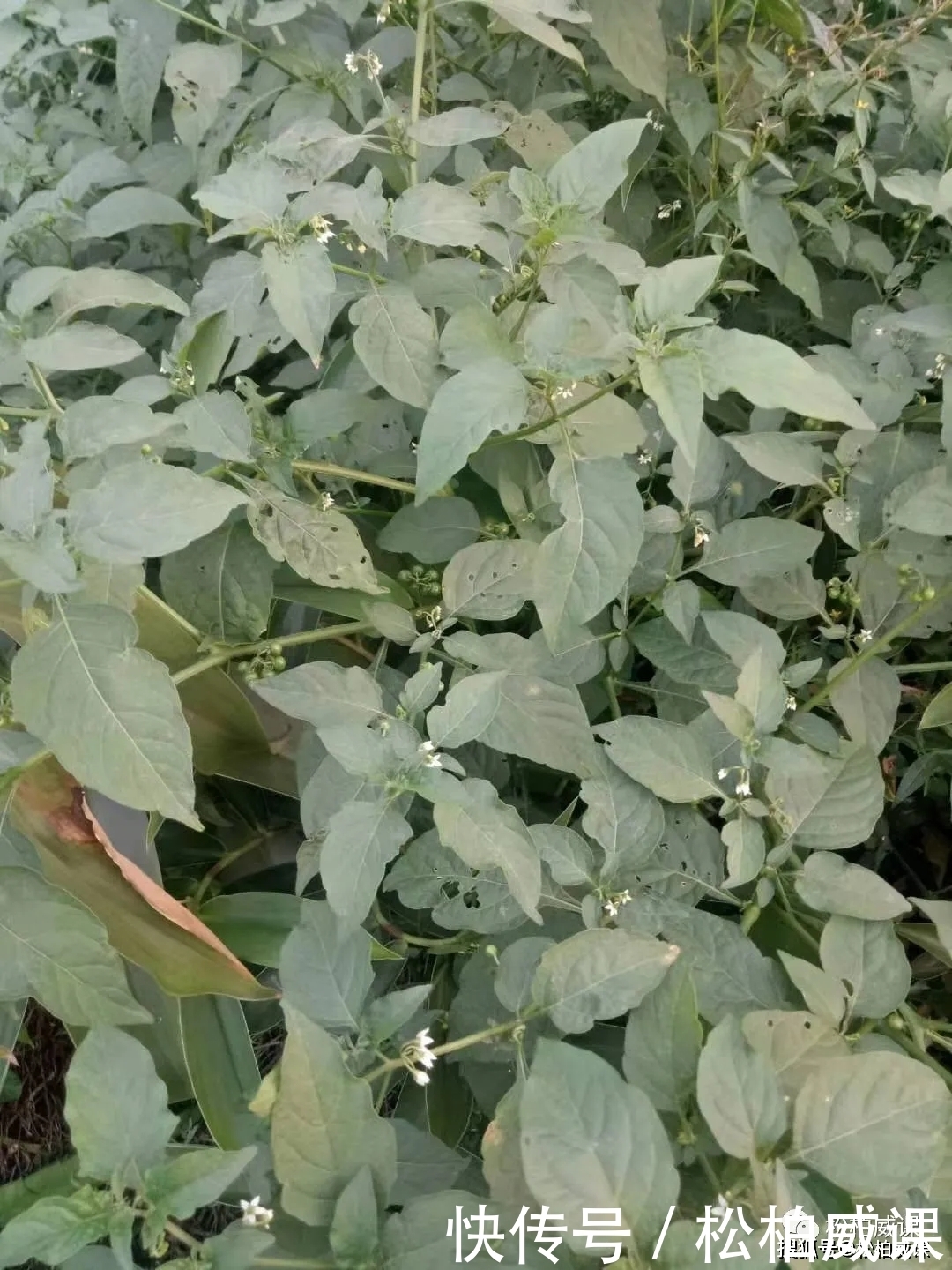 鲜美|认识一下龙葵,不仅味道鲜美而且药用价值非常高的野菜