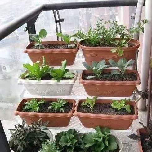 鱼池|养花高手不买一楼房子,庭院生活,一个阳台就能实现,羡慕