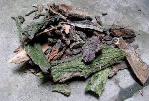  改良|正确使用柳树皮养花，可改良土壤，保植物不黄叶、不烂根！