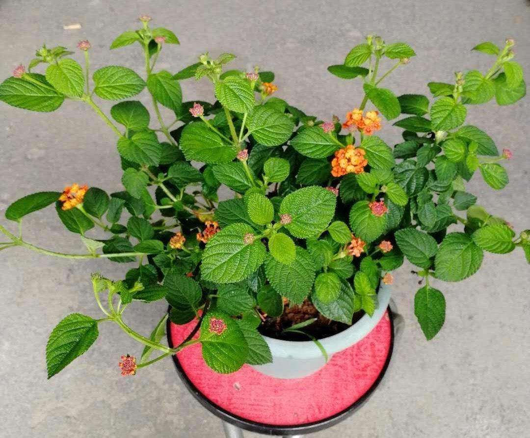 机器|它是名副其实的“开花机器”,易扦插花色美,一年开花好几茬