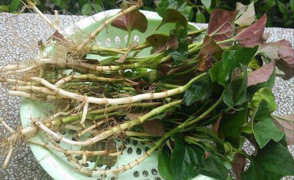 无机盐|爱吃的人更健康,要坚持吃三种食物,排毒养颜,清理毒素