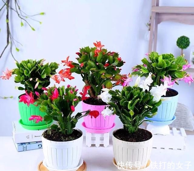 浇水|这三种花就爱小盆,盆越小,长得越旺!