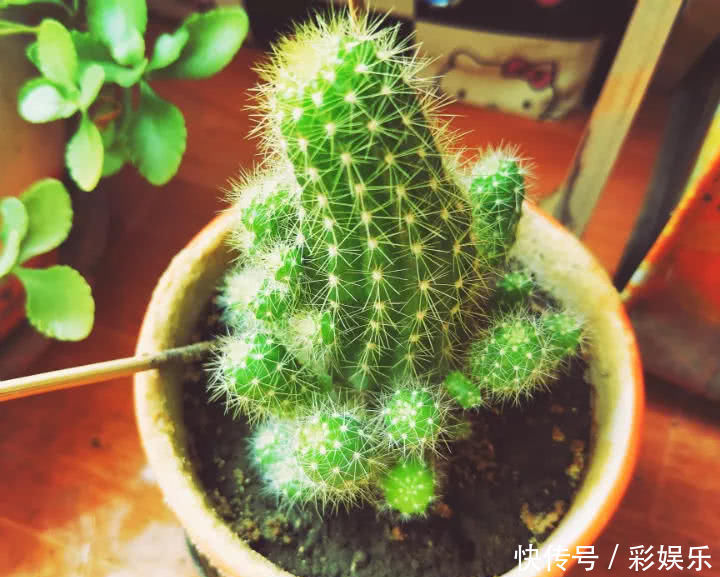 这6种花就要穷养,不花钱不用管,个个肥得流油