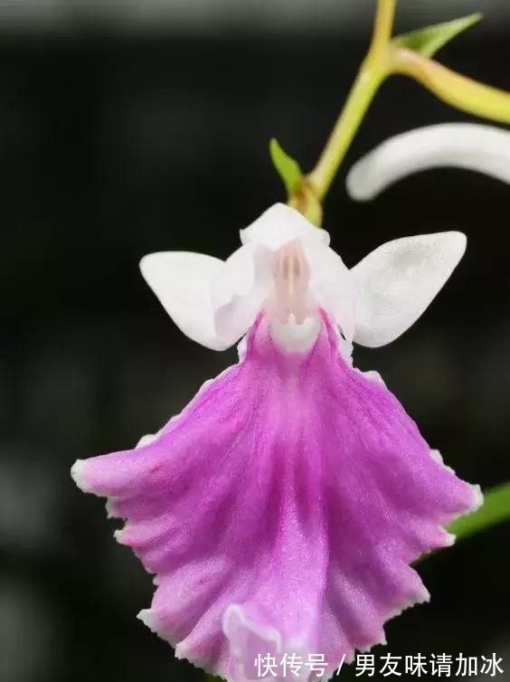 木兰树|奇花、奇花、奇花、罕见奇花，赶快打开欣赏吧