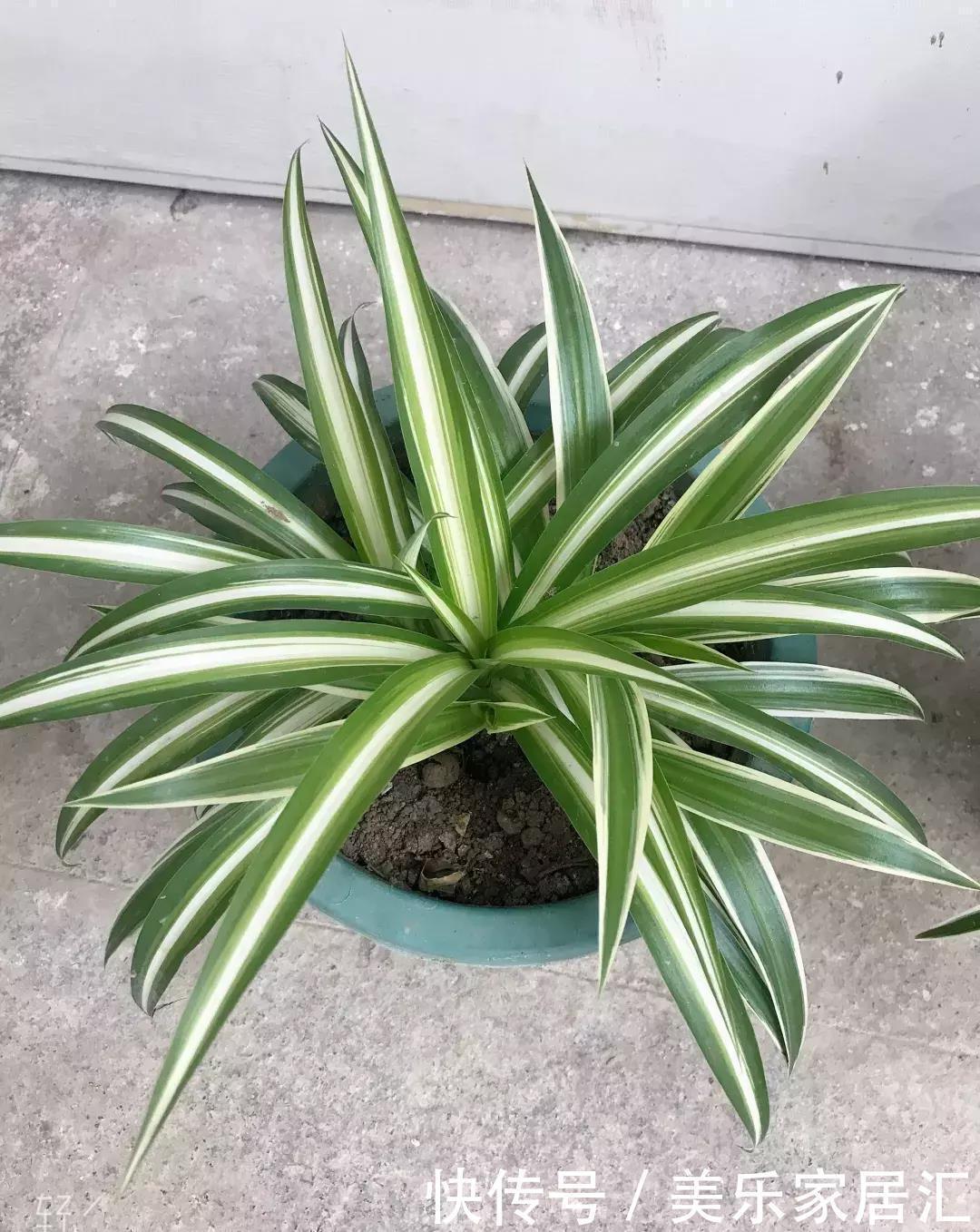 银边吊兰|13种常见吊兰,个个美成仙,快看看你家有几种?