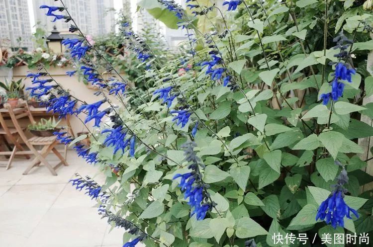 130㎡大露台,花1年改造成“花草蔬果园”,体验屋顶上的田园生活