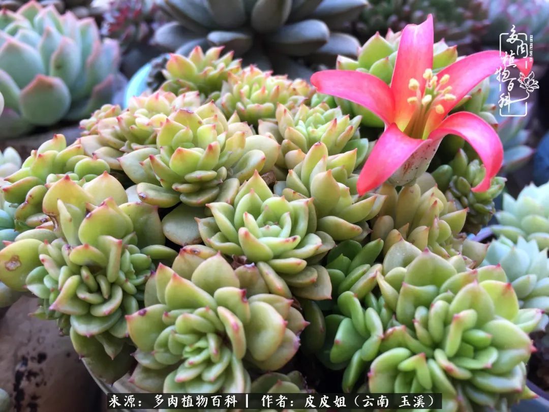 秋黄|柴米油盐的日子,养几盆多肉吧,为生活添几抹色彩!