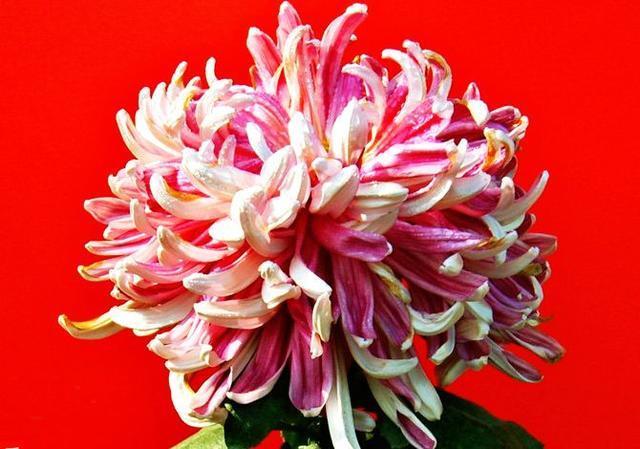 喜欢菊花,不如养盆“珍稀名菊”晚月莲香,养护容易,花叶俱美