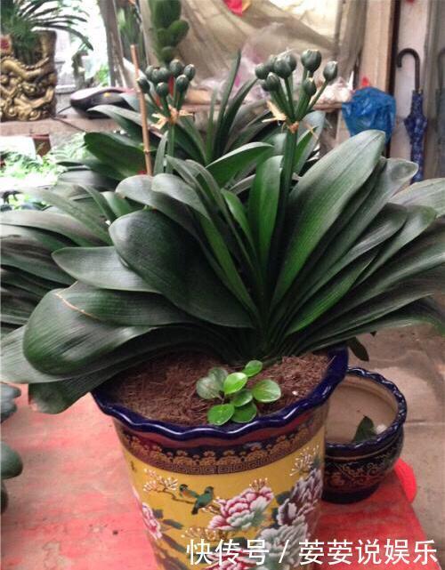 有机肥|养花用什么土好这样“用土”,土不板结,茁壮生长,开花很旺