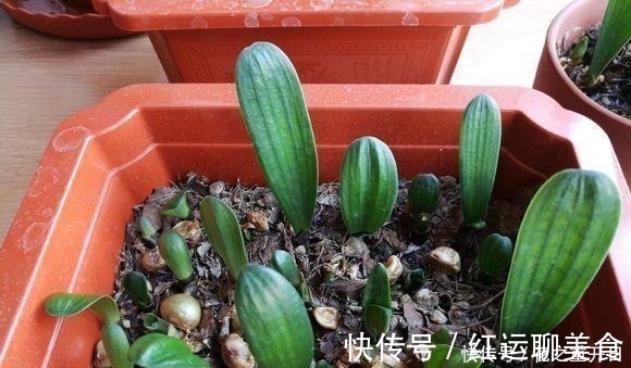 养花别用“黄豆肥”了,味道太大!它才是养花万能肥,养啥旺啥!