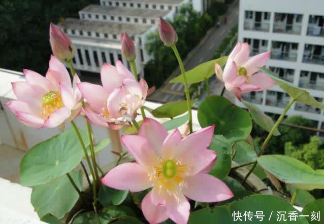 6种花就得现在买,养到夏天就能开爆,越热开花越多