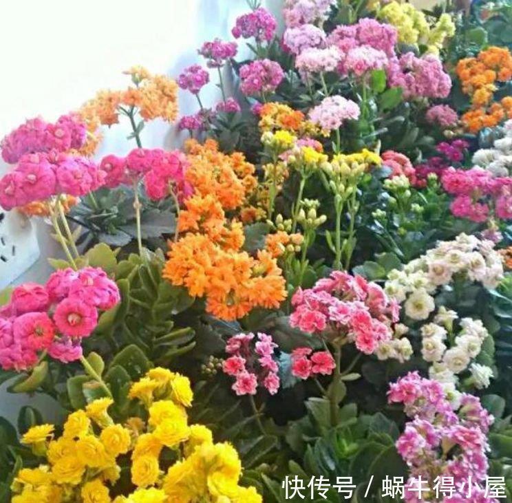 4种花养家里,好养又漂亮,10块钱一盆,开花多、花期长!