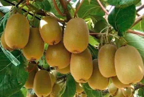 西红柿汤|女人到40不想长皱纹，多吃这5种保健水果，个个是宝，嫩肤美容