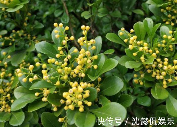 植物|5种常见花,堪称“花机器”,家里随便养一盆,四季能看花