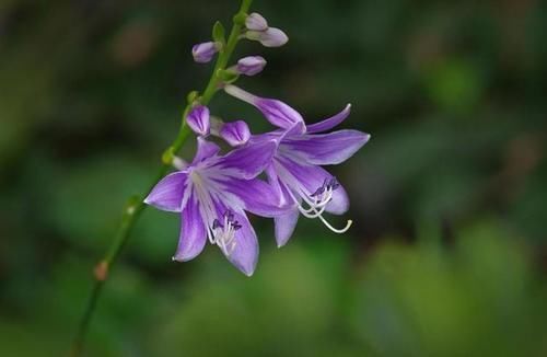 4种耐寒花,零下5度都冻不死,冬季不用搬到室内