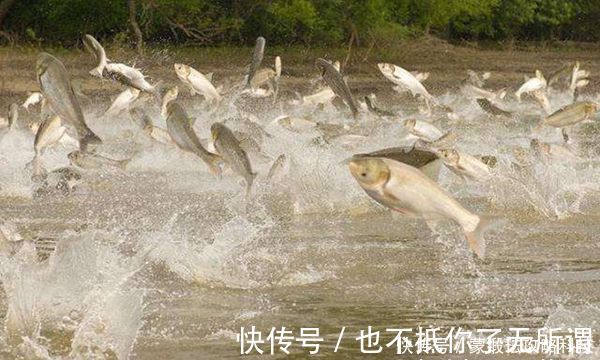 手竿钓鲢鳙的4大秘诀,常用这些老招数,鲢鳙就是最好钓的鱼