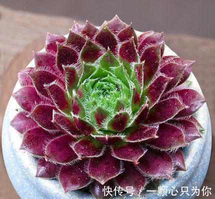 6种多肉不怕冻，越冷越好看，冻成“美肉”，冬天不养真亏