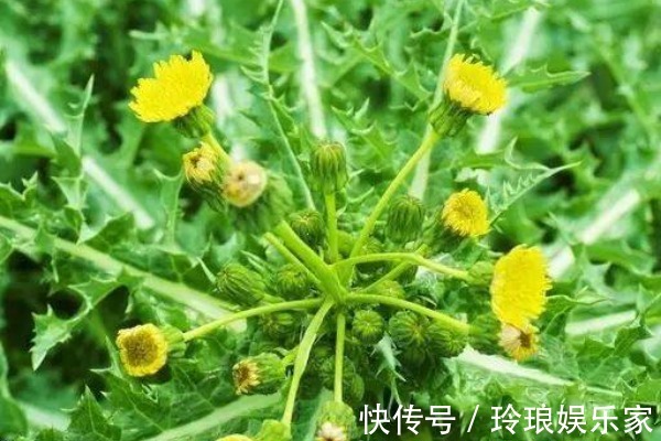 蒲公英属|坚持用蒲公英泡水喝,除了预防骨质疏松,还有三大好处等着你!