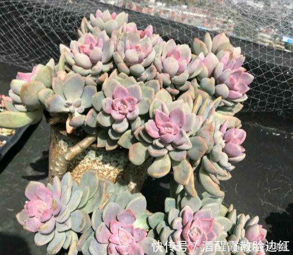 通风处|被人嫌弃的多肉“冬美人”，把它当宝一样养，长成了高攀不起的样