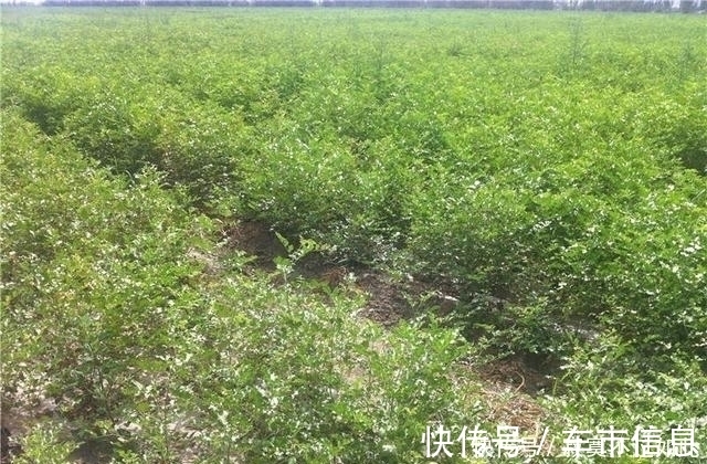 野生|大约有90%的中药药方之中,都会含有这一种草,您认识吗?