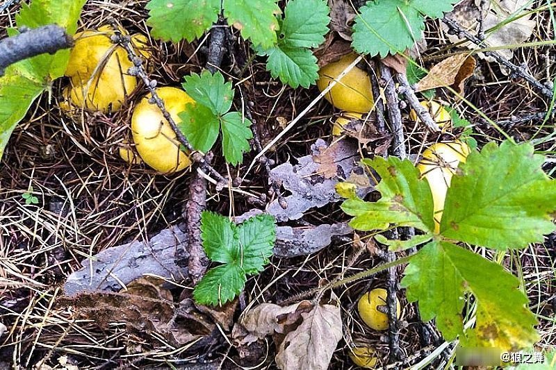 营养物质|生在松林里，曾误认含毒不能吃，如今58元1斤，可惜农村也少见了