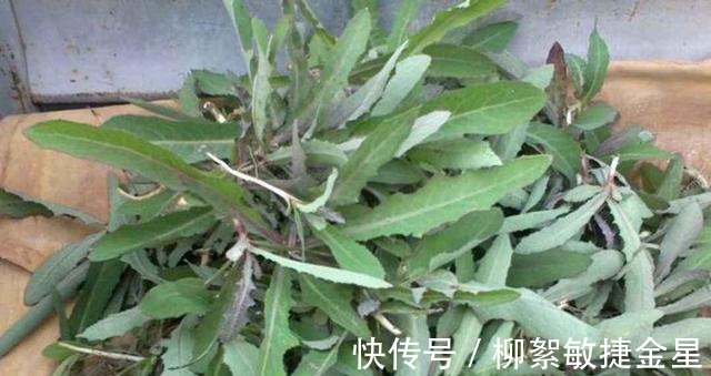 菊花科|路边这植物,钙锌量是菠菜的三倍,现在正当季,碰见赶紧挖回家!