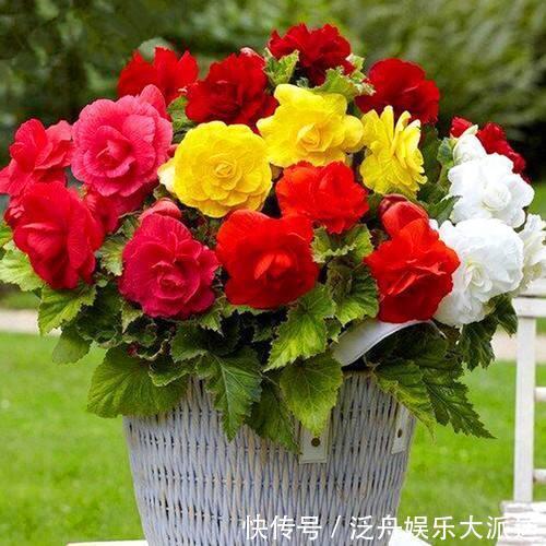 月季花|最恩爱的草花,姿色不输牡丹、月季花,双双对对、天长地久一起开
