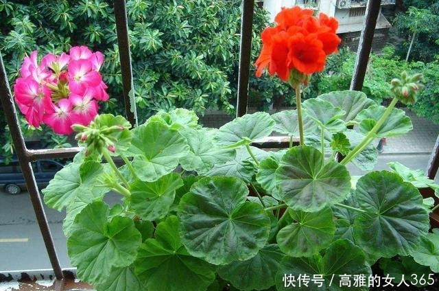 50种植物花语,不要再傻傻送错花了