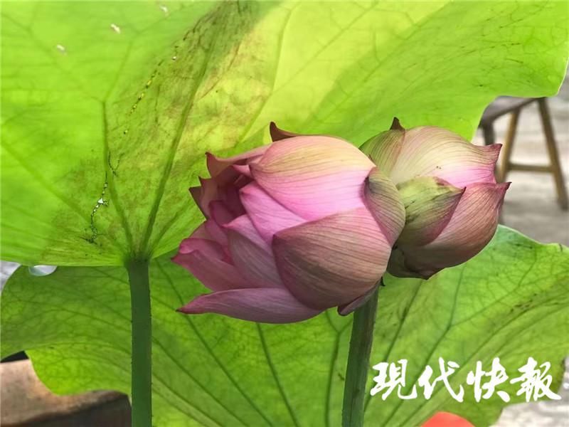 赏荷花|罕见！江苏句容一居民缸养荷花开出“并蒂莲”