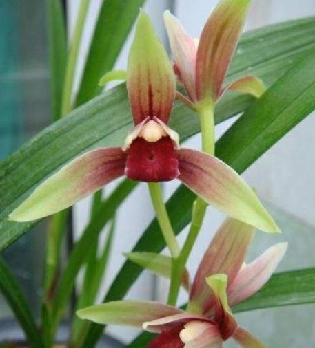 此兰花“一苗难求”,花开有其香,是顶级红素,曾被炒到百万