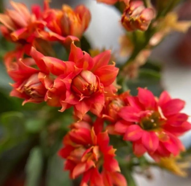 75个长寿花品种,一个比一个美,一起来认识一下吧!