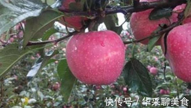 长寿|爱吃苹果的人,长寿不会远离你,但切忌“2不”,却还有人不清楚