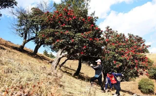 高山草甸诗画里，康养福地花事浓，周末快来看马樱花