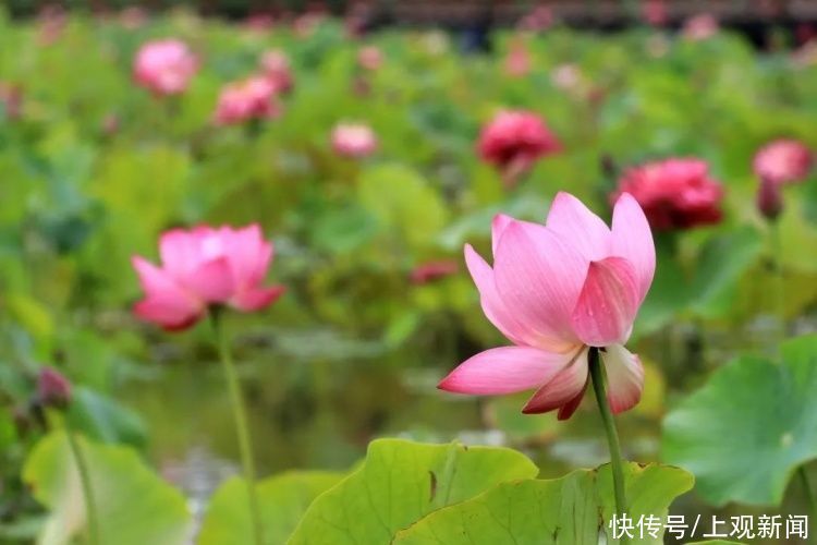 荷花|“四蒂睡莲”长什么样?一起来花博园看荷花、莲花群芳争艳