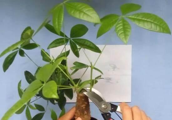 琴叶榕|这些“漂亮花”,7月不修剪,来年没花看,后悔一整年